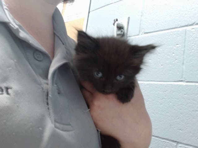 Maria - Domestic Medium Hair