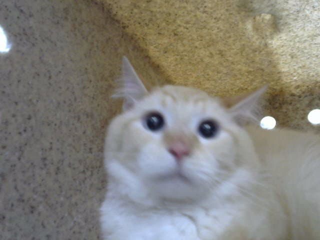 Sashimi - Domestic Long Hair