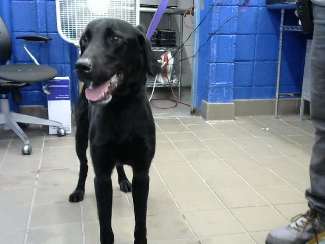 Kenji - Labrador Retriever