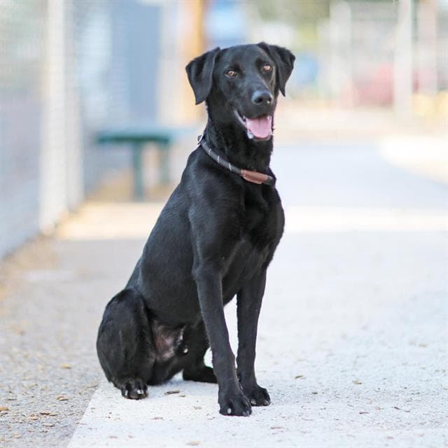 Kenji - Labrador Retriever
