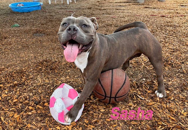 Sasha - American Pit Bull Terrier