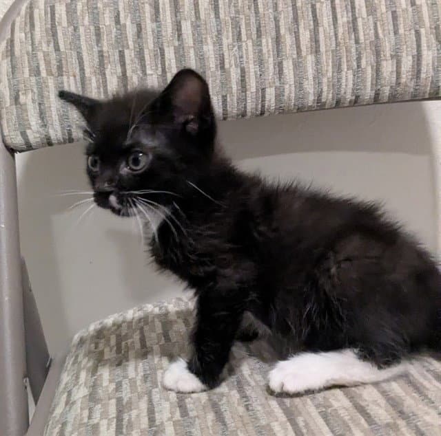 Jax - Domestic Short Hair