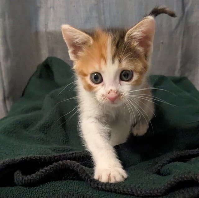 Ragatha - Domestic Short Hair