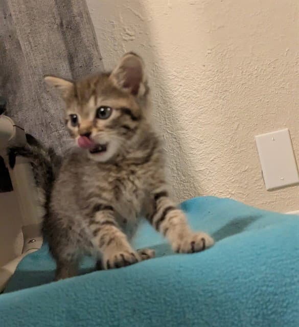 Pomni - Domestic Short Hair