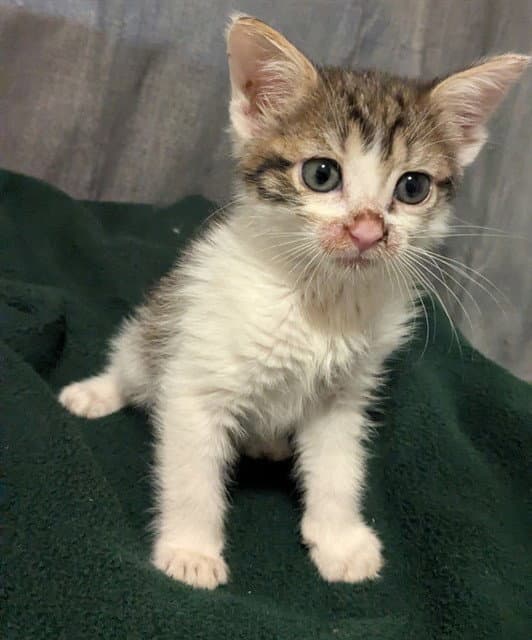 Gangle - Domestic Short Hair