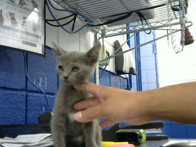 Tower - Domestic Short Hair
