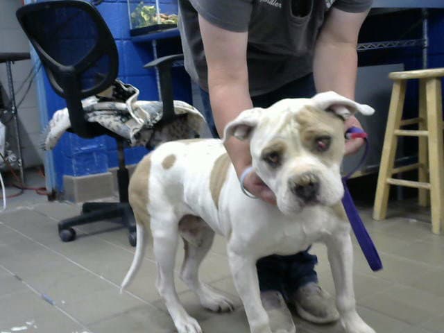 Louie - Bulldog
