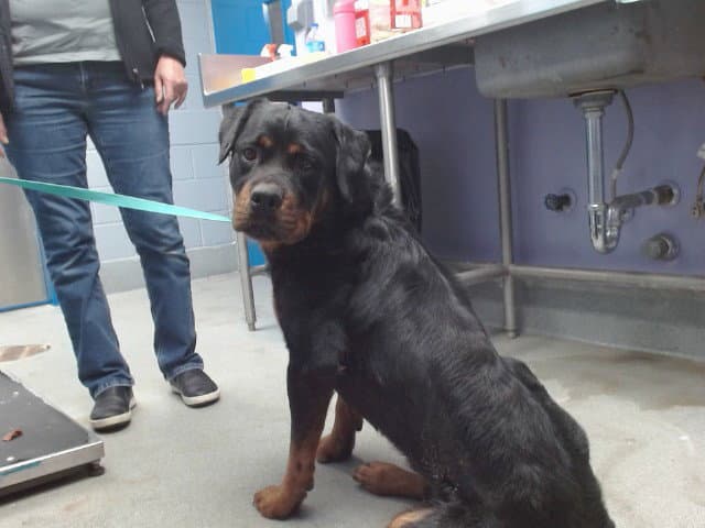 Tyson - Rottweiler