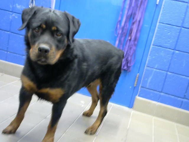 Tyson - Rottweiler