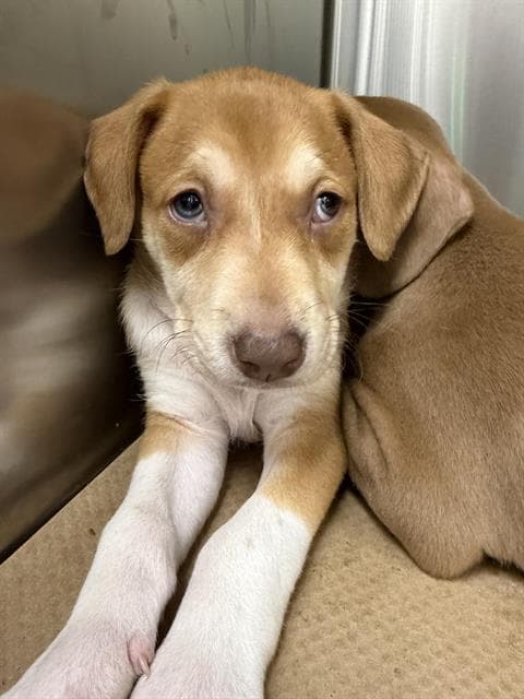 Goldie - Weimaraner