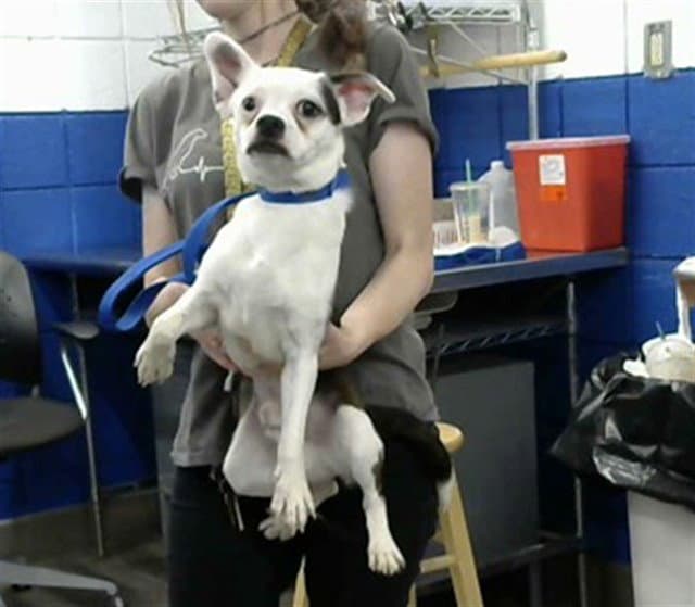 Harley - Chihuahua
