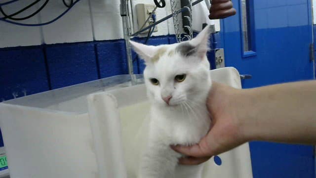 Pumpkin Seed - Domestic Short Hair