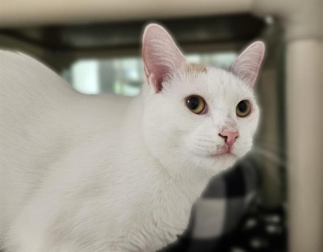 Pumpkin Seed - Domestic Short Hair