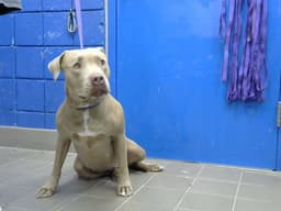 Chubbs image 1