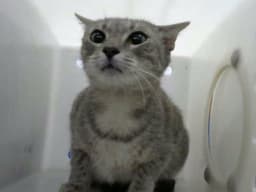 Gretta image 1