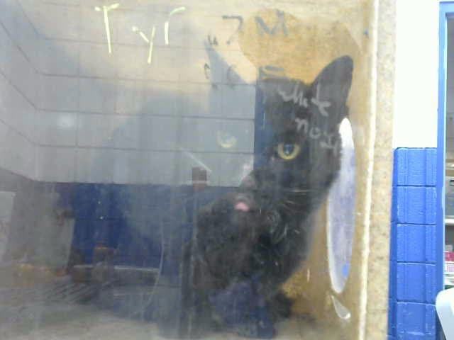 Batman - Domestic Short Hair