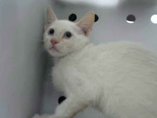 Snowey - Domestic Short Hair