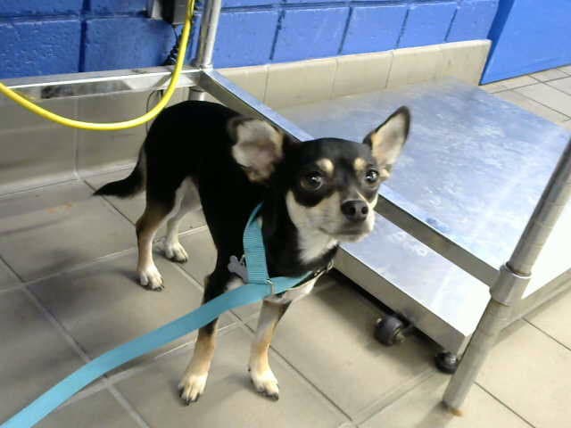 Pickles - Chihuahua