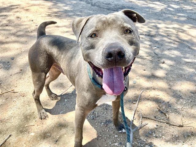 Meat-Ball - American Pit Bull Terrier