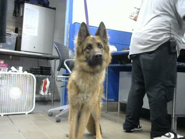 Mina - German Shepherd Dog
