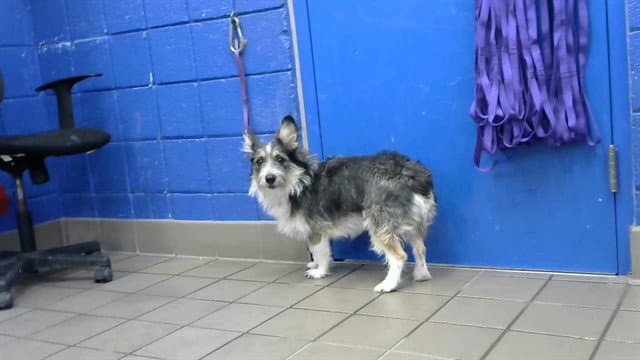 July - Wirehaired Fox Terrier