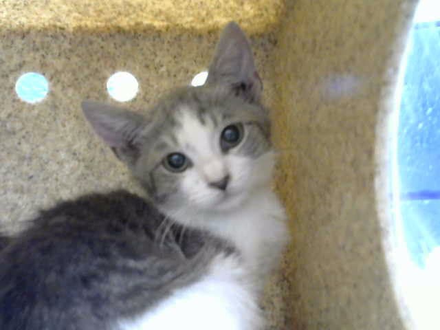 Fin - Domestic Short Hair