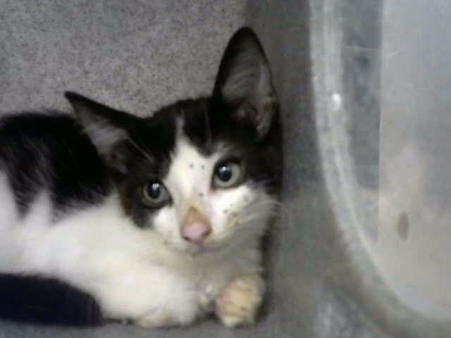 Nugget - Domestic Short Hair