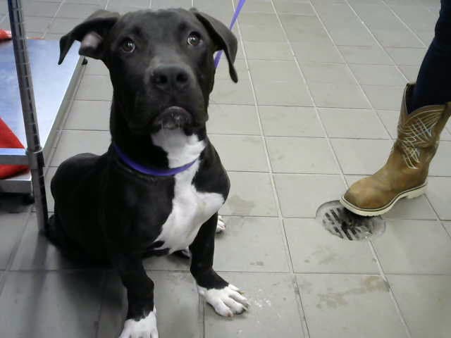 Zero - Pit Bull Terrier