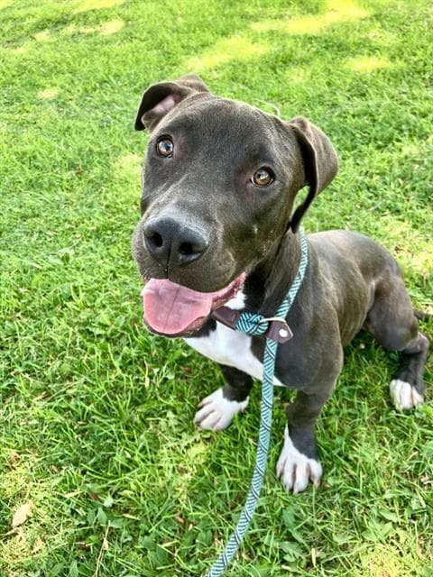 Zero - Pit Bull Terrier