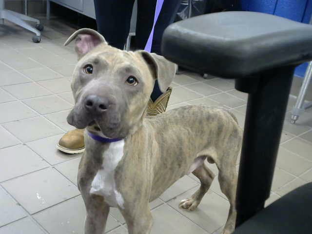 Legend - Pit Bull Terrier