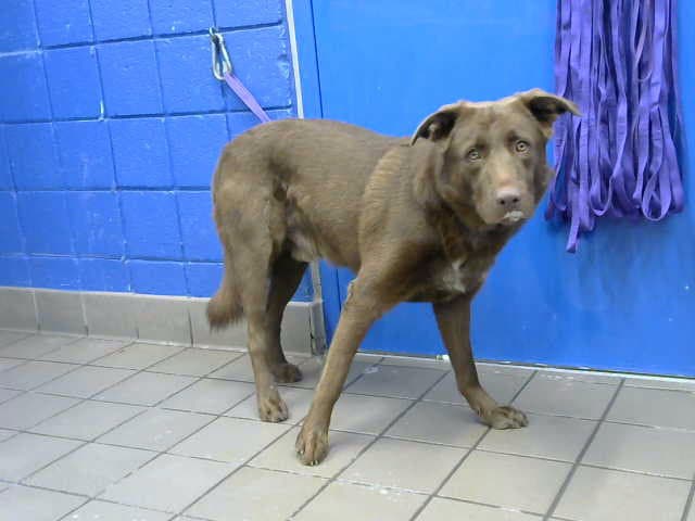 Turbo - Labrador Retriever