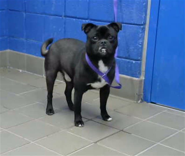 Rocky - Pug