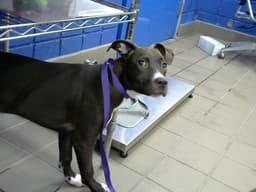 Pica Goma image 1