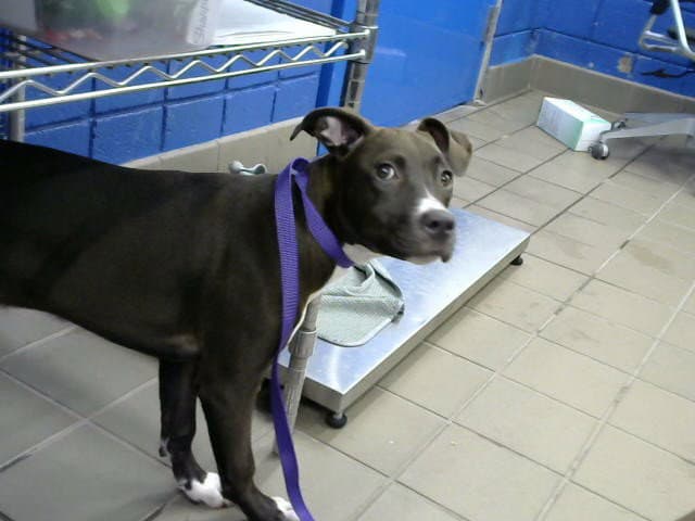 Pica Goma - American Pit Bull Terrier