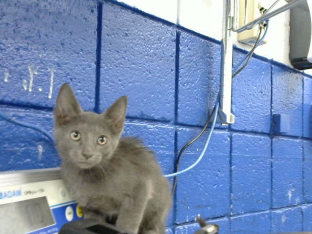 Unser - Domestic Short Hair