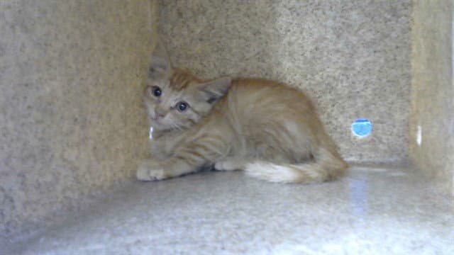 Nebula - Domestic Short Hair