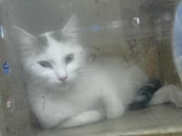 Elda image 1
