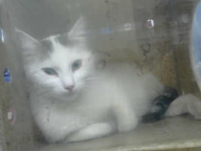Elda - Domestic Short Hair