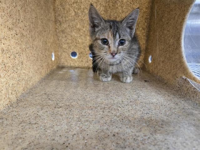 Apple - Domestic Short Hair