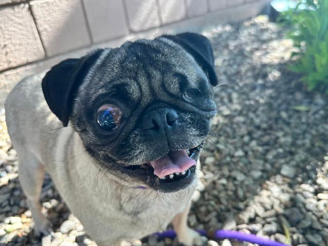Smokey - Pug