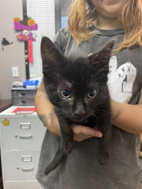 Cher - Domestic Short Hair