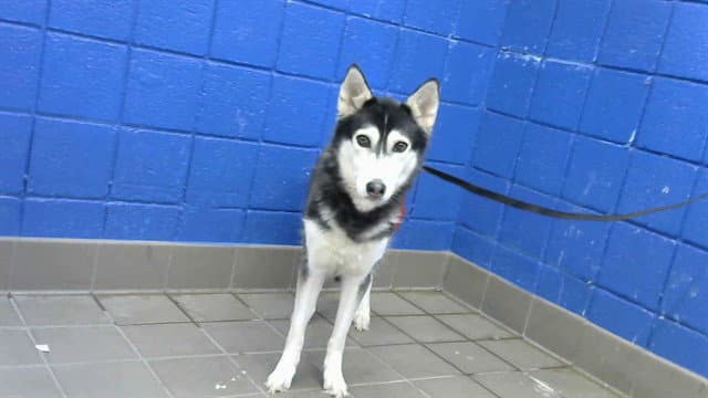 Siba - Husky