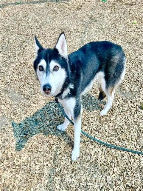 Siba - Husky