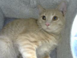 Rengar image 1