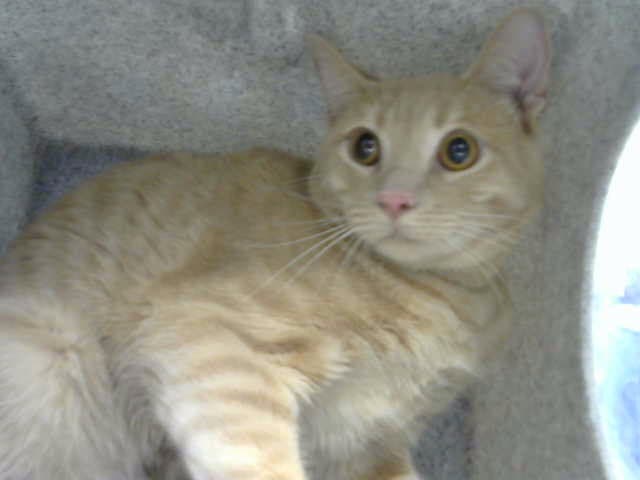Rengar - Domestic Short Hair