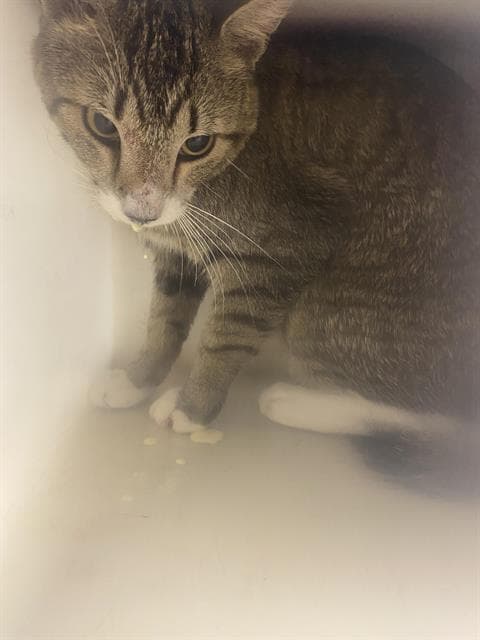 Justin Shade - Domestic Short Hair