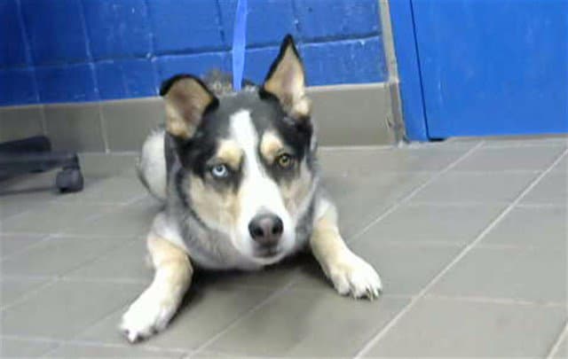 Mungo - Siberian Husky