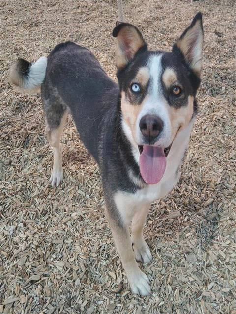 Mungo - Siberian Husky