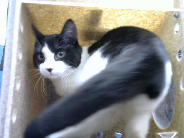 Luna - Domestic Short Hair