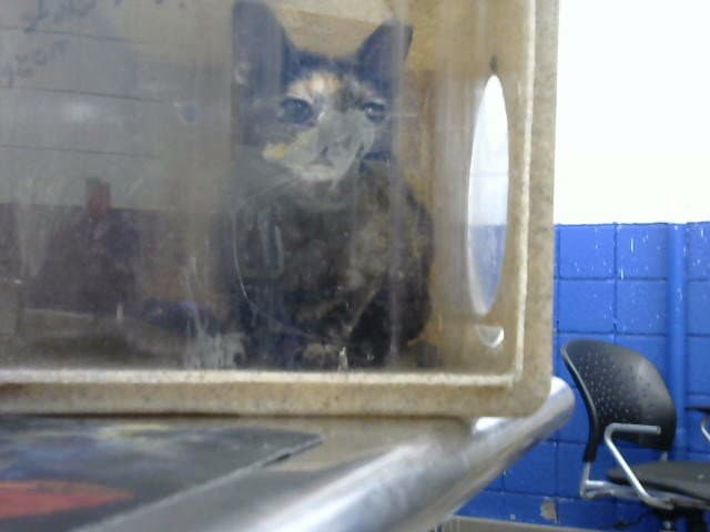 Kari - Domestic Short Hair
